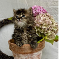 Сью Кудряшка