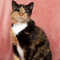 Фанни Лошицкая