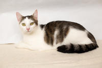 Малышка Вах - кошка