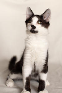 Карат Вах - мохнатый красавчик