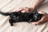 Стич Мотольский