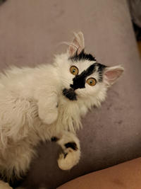 Джастин Дачный