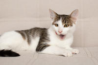 Арбузик полосатый - любовь в полоску!