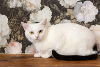 Эззи Вах - Кошка, белая