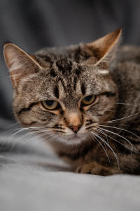 Мурчёна Глинки