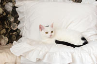 Эззи Вах - Кошка, белая