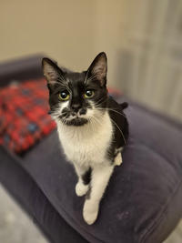 Тёма Дачный