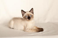 Кирио - Милая сиамочка