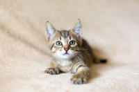 Томми Якубова [iva040584 - решение правления от 21 03 2024] - Славный пупс