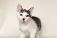 Кронос Вах - милый озорник