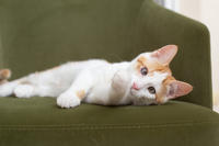 Генри Форд - ласковый целовательный котенок