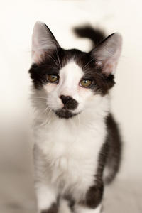 Карат Вах - мохнатый красавчик