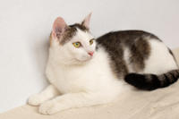 Малышка Вах - кошка