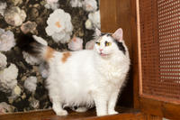 Чара Вах - Кошка, белая