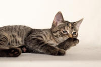 Клеопатра Вах - милая малышка с грустинкой