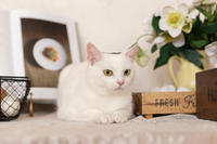 Эззи Вах - Кошка, белая