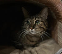 Маша Одоевская