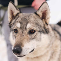     Эмма Дружная - ещё одна ненужная собака