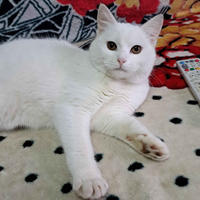     Кокос Белоснежный