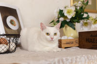 Эззи Вах - Кошка, белая