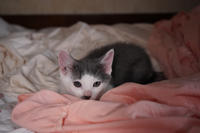 Кронос Вах - милый озорник