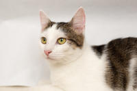 Малышка Вах - кошка