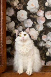 Чара Вах - Кошка, белая