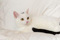 Эззи Вах - Кошка, белая