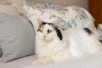 Чара Вах - Кошка, белая