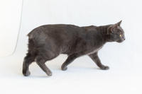 Катрин Притыцкая