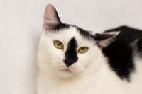 Мура Вах - кошка