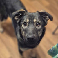     Рокси Малышка