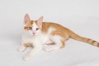 Генри Форд - ласковый целовательный котенок