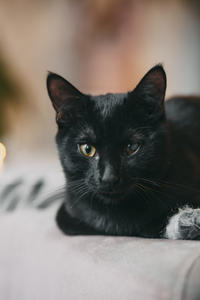 Дизель Вин - любитель целоваться!