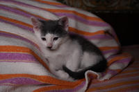 Кронос Вах - милый озорник