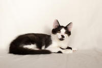 Карат Вах - мохнатый красавчик