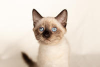 Кирио - Милая сиамочка