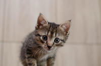 Купрумус - Милейший котенок