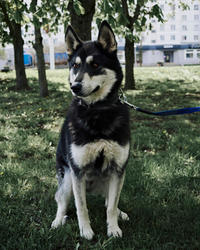 Кай Дружный