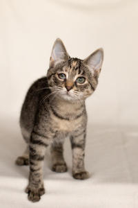 Клеопатра Вах - милая малышка с грустинкой