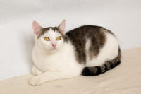 Малышка Вах - кошка