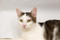 Малышка Вах - кошка