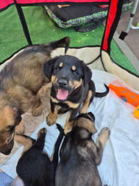 Бруно Малыш