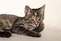 Клеопатра Вах - милая малышка с грустинкой