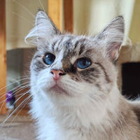 Айси Дружная