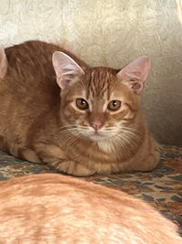 Оливер Бельский