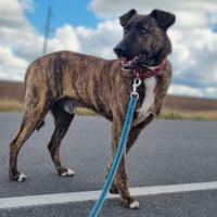 Граф (Алекс)