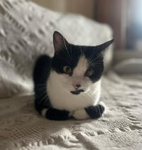 Вениамин Одоевский