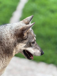 Эмма Дружная - ещё одна ненужная собака