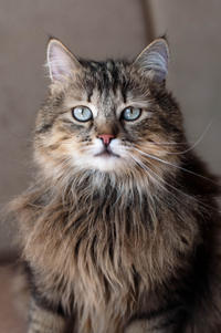 Мэделин - роковая красотка